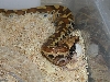 blood python 2